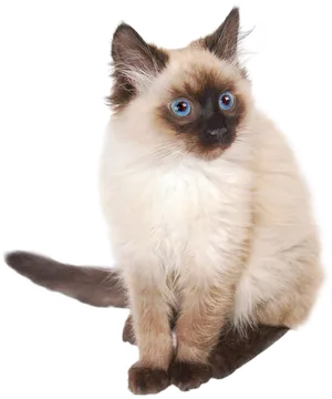 Siamese Cat Blue Eyes PNG Image