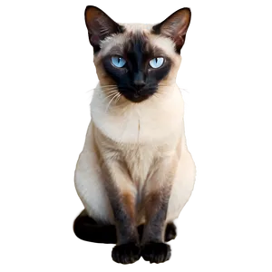 Siamese Cat Filter Png 06282024 PNG Image