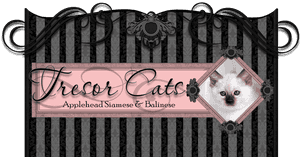 Siamese Cat, HD Png Download PNG image with transparent background