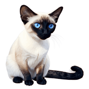 Siamese Cat PNG 05232024 PNG