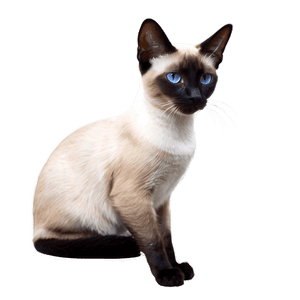 Siamese Cat PNG 05232024 PNG