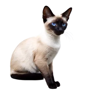 Siamese Cat Png 05232024 PNG Image