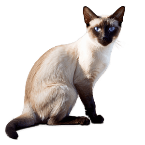 Siamese Cat PNG eut PNG