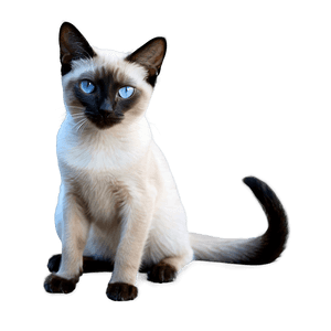 Siamese Cat PNG fhs71 PNG