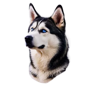 Siberian Husky Close-up Png Euu37 PNG Image