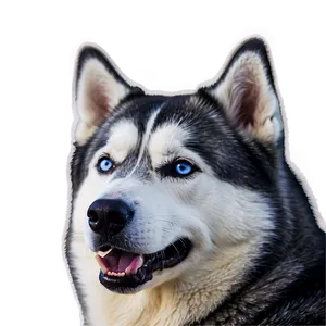 Siberian Husky In Winter Png 06252024 PNG Image