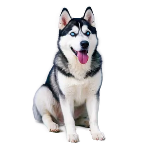 Siberian Husky Laying Png Ise PNG Image