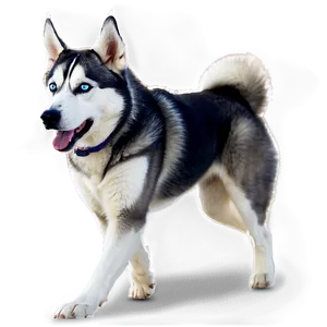 Siberian Husky On Walk Png Ewr17 PNG Image