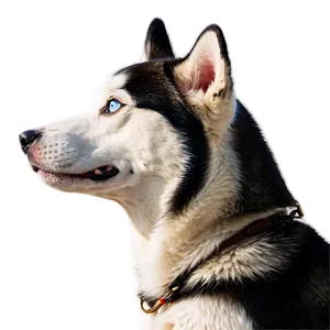 Siberian Husky Side View Png 94 PNG Image