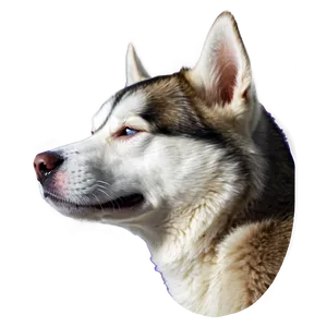 Siberian Husky Sleeping Png Bdh65 PNG Image