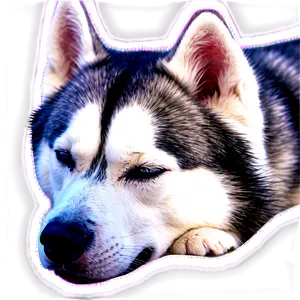 Siberian Husky Sleeping Png Esl69 PNG Image