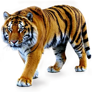 Siberian Tiger Glance Png 06252024 PNG Image