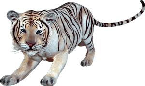Siberian Tiger Transparent Png - White Siberian Tiger Transparent PNG image with transparent background