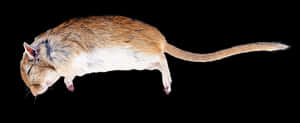 Side View Brown White Rat Black Background PNG image with transparent background