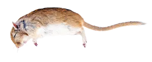 Side View Brown White Rat Black Background.jpg PNG Image