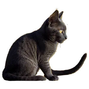 Silhouette Of Grey Cat Png 22 PNG Image