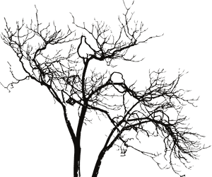 Silhouetted Bare Tree Branches PNG image with transparent background
