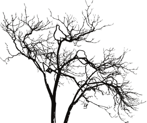 Silhouetted Bare Tree Branches PNG Image