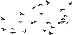 Silhouetted Birdsin Flight Sky Background PNG Image