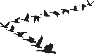 Silhouetted Birdsin Flight PNG Image