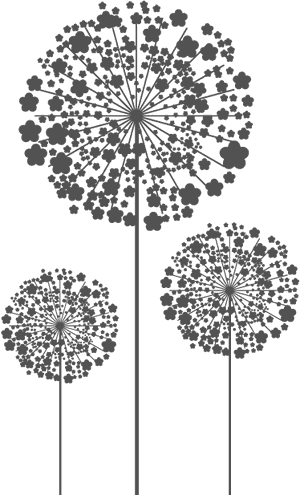 #freetoedit 3 Dandelions #png #dandelions #transparentbackground - Template Dandelion, Png Download PNG