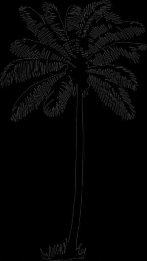 Palm Tree Vector Png, Transparent Png PNG image with transparent background
