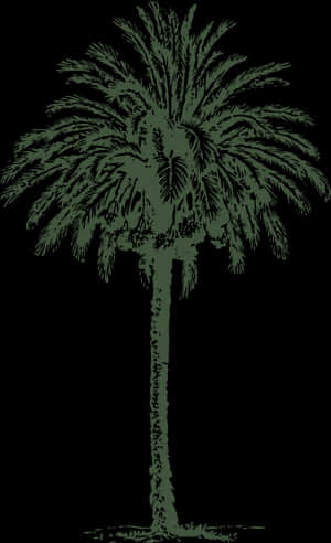 نخلة Png, Transparent Png PNG image with transparent background