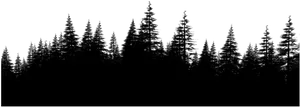 Silhouetted Pine Forest Night Sky PNG Image