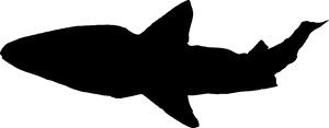 Free Download - Shark Silhouette Jpg PNG image with transparent background