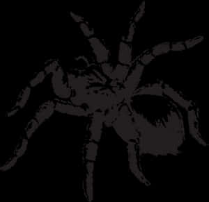Silhouetted Spider Graphic PNG image with transparent background