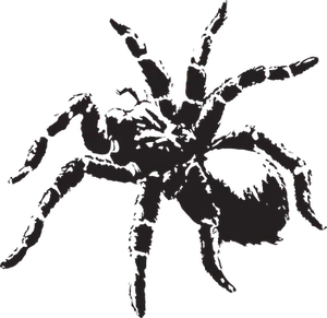 Silhouetted Spider Graphic PNG Image