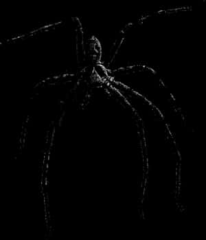 Silhouetted Spideron Web PNG image with transparent background