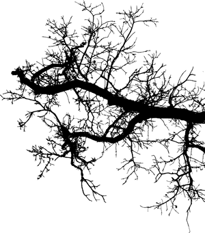 Silhouetted Tree Branches PNG with transparent background