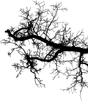 Tree-branch - Branch, HD Png Download PNG with transparent background