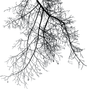Silhouetted Tree Branches Night Sky PNG image with transparent background