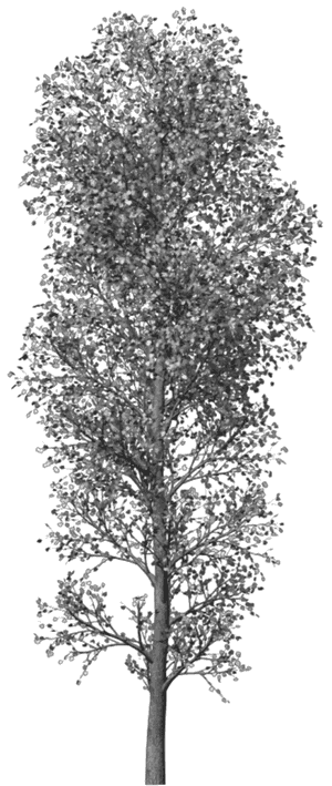 Transparent Photoshop Tree Png - Brush Tree Photoshop Png, Png Download PNG with transparent background