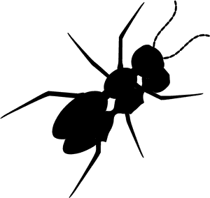 Ant , Png Download - Ant Clip Art, Transparent Png PNG image with transparent background