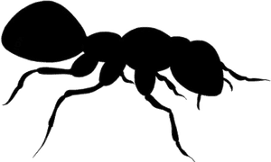Black Ant Png Transparent Background - Carpenter Ant, Png Download PNG image with transparent background