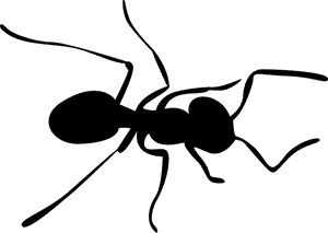 Grab And Download Ants Png Image - Transparent Background Ant Clipart, Png Download PNG image with transparent background
