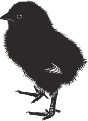 Silhouetteof Chick PNG Image