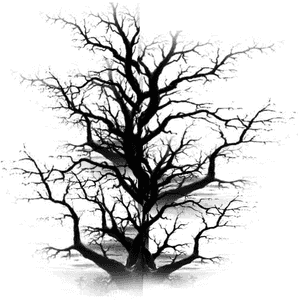 Dead Tree Clipart Plain Black - Old Dead Tree Png, Transparent Png PNG image with transparent background