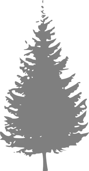 Silhouetteof Pine Tree PNG Image