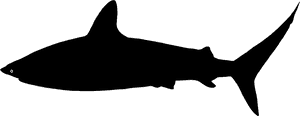 Free Shark Silhouette, Download Free Clip Art, Free - Shark Svg PNG image with transparent background