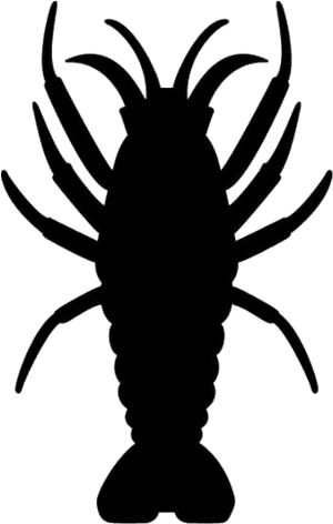 Shrimp Png Background Hd - Shrimp, Transparent Png PNG with transparent background