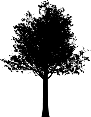 Real Fall Trees Png, Transparent Png PNG image with transparent background