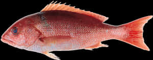 Silk Snapper - Red Snapper No Background, HD Png Download PNG image with transparent background