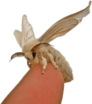 Silkworm Moth On Fingertip - Bombyx Mori Silk Moth, HD Png Download PNG with transparent background
