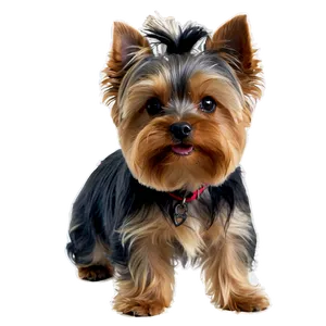 Silky Coated Yorkie Png Wmx51 PNG Image