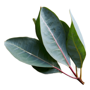 Silver Dollar Eucalyptus PNG 05242024 PNG