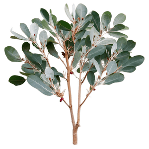 Silver Dollar Eucalyptus PNG 46 PNG